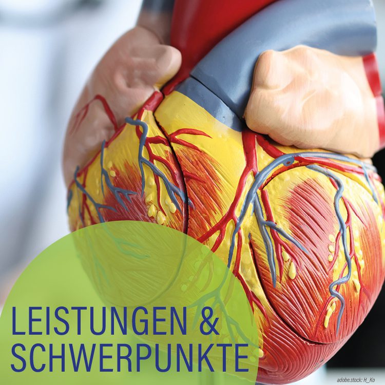 Farbiges 3D-Modell des menschlichen Herzens. Hellgrüner Kreis mit der Aufschrift Leistungen und Schwerpunkte.