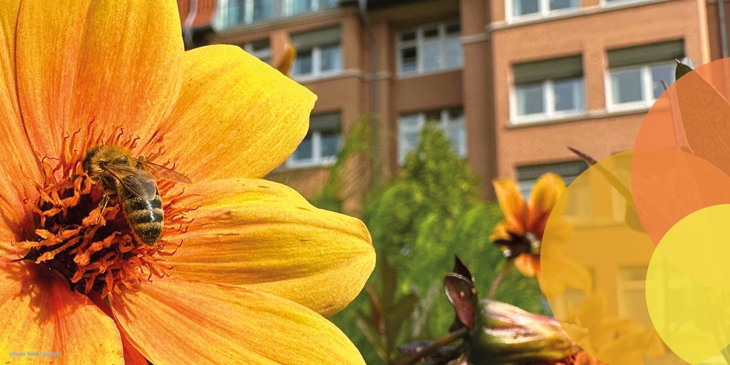 Eine Biene sammelt Pollen von einer leuchtend orangefarbenen Blume im Vordergrund, während im Hintergrund ein verschwommenes Wohnhaus und weitere Blumen zu sehen sind.