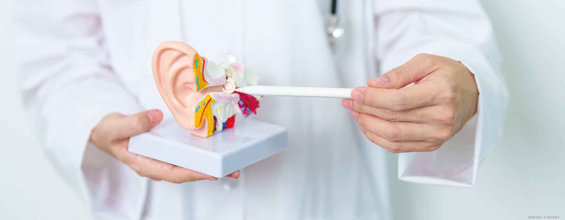 Eine Person hält in ihrer linken Hand ein farbiges 3D-Modell des menschlichen Ohrs und zeigt mit der linken Hand mit einem Stift darauf