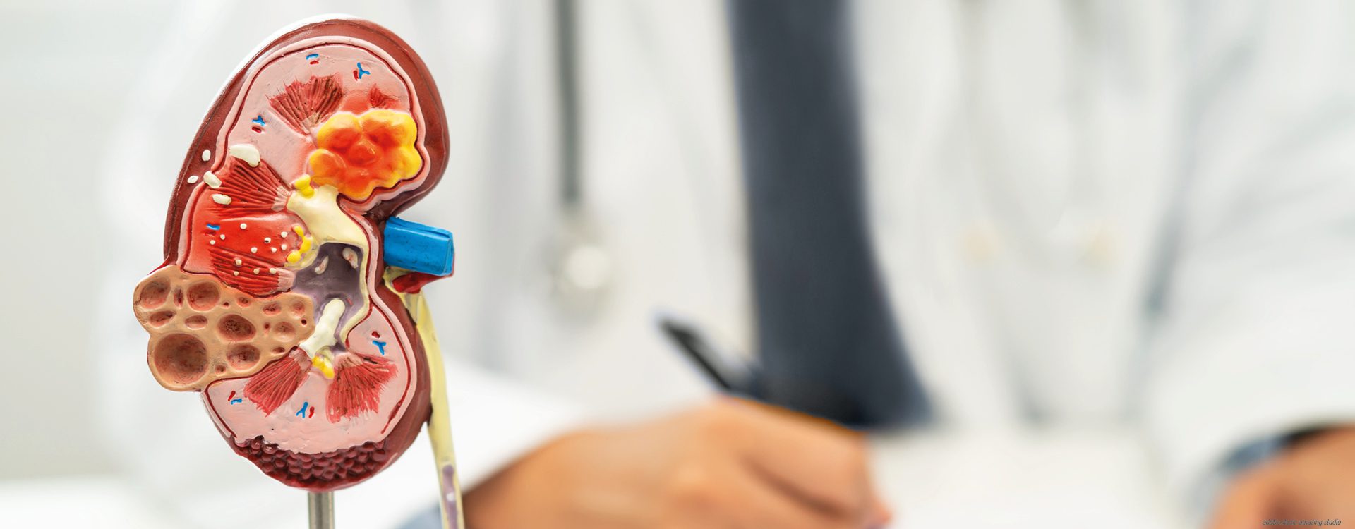 3D-Modell einer menschlichen Niere vor einer Person die am Tisch sitzt und schreibt