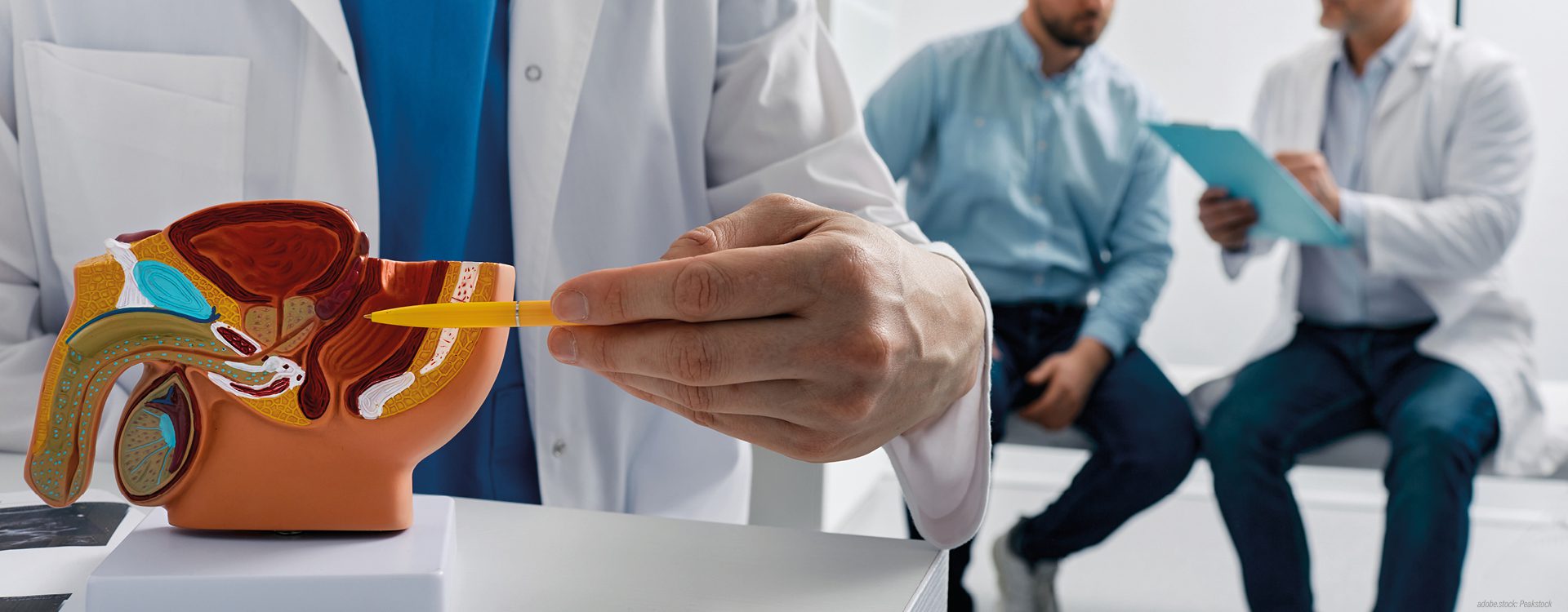 Eine nur ausschnittsweise abgebildete Person in Krankenhausarbeitskleidung zeigt an einem 3D-Modell den männlichen Genitaltrakt, im Hintergrund unscharf und ausschnittsweise ein Arzt, der seinem Patienten etwas erklärt